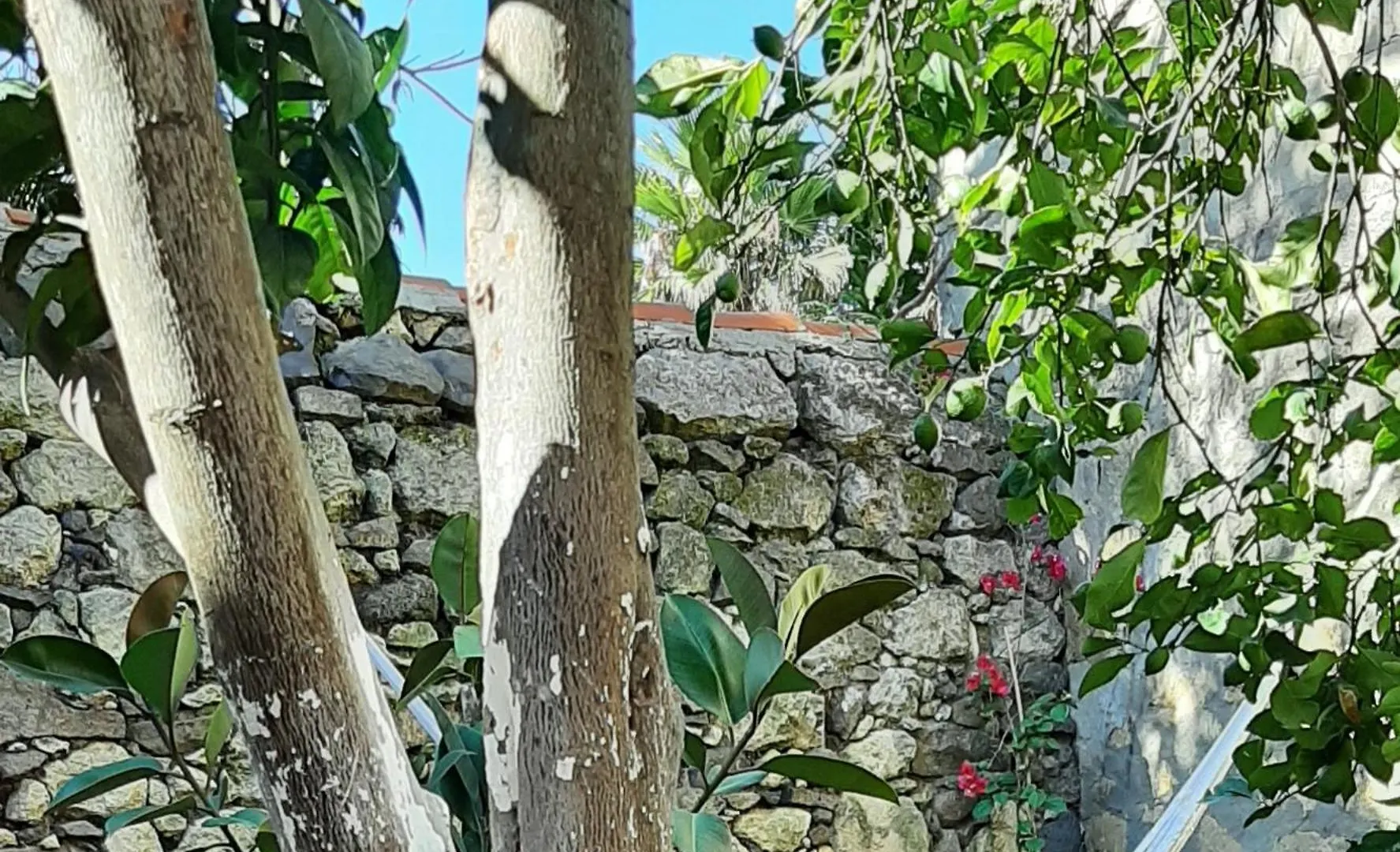 Profumo Di Calicanto Tresnuraghes 0*,